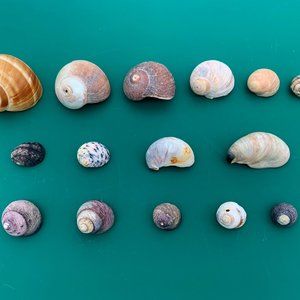 15 VTG Sea Snail Shells .5”-1.75” Beach Decor Crafts Jewelry Aquarium